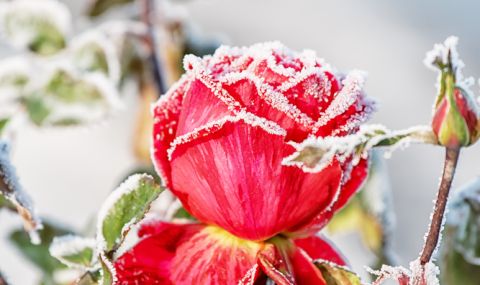 Хиляди рози в Белгия бяха покрити от снежно покривало (ВИДЕО) - 1