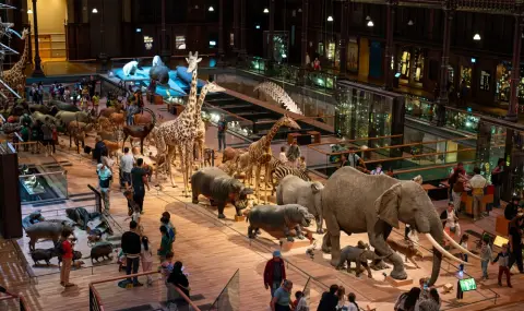 И Природонаучният музей в Париж стана обект на крупна кражба (ВИДЕО) - 1