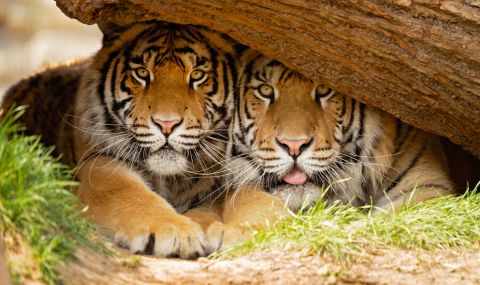 Спасиха два бенгалски тигъра, държани в плен при ужасни условия (ВИДЕО) - 1