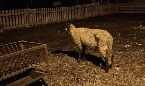 Ново огнище на "шарка по овцете и козите" в Свиленградско - 1