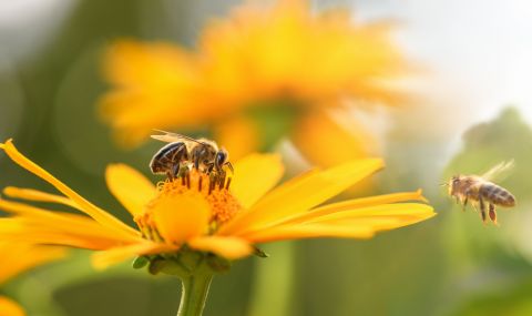 Изследване: Пчелите "броят" от ляво надясно, подобно на хората - 1