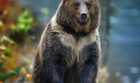 Общо 25 потвърдени случаи на нападения от мечки - 1