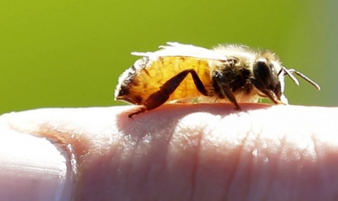 Пчелите в САЩ вече са застрашен вид - 1