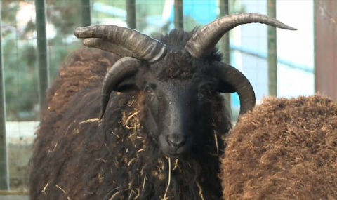 В Сочи се появи овен с пет рога (Видео) - 1
