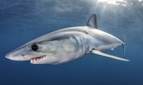 Голяма акула мако скочи в рибарска лодка в Нова Зеландия (ВИДЕО) - 1