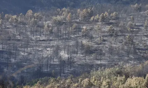 При опожарени земеделски площи стопаните трябва да подадат сигнал в ДФЗ  - 1