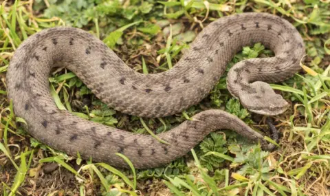 Във Велико Търново разследват незаконно отглеждане на 200 пепелянки - 1