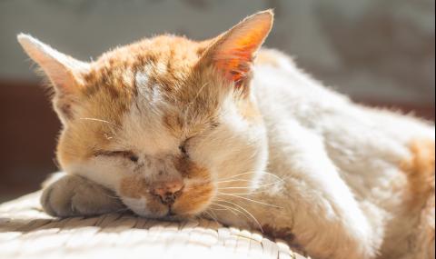 Почина най-старата котка в света - 1