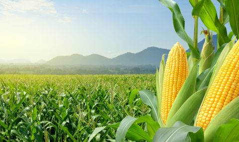 САЩ вече не е топ износител на царевица - 1