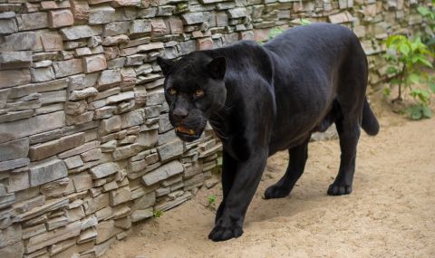 Столичният зоопарк се сдоби с първите си черни ягуари - 1