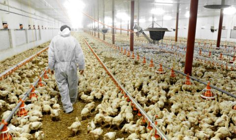 Китай регистрира първи в света смъртен случай на човек от птичи грип H3N8 - 1