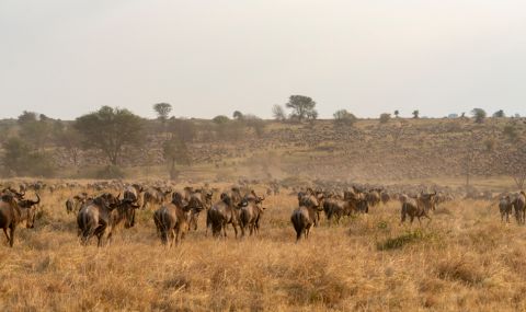 Африкански национални паркове са под заплаха - 1