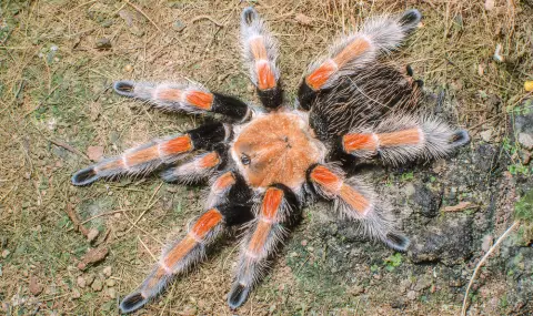 Тарантула се завърна при стопаните си година след бягството (ВИДЕО) - 1