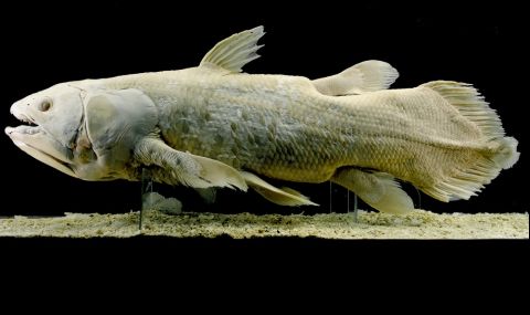 Необикновена риба живее 100 години (СНИМКИ) - 1