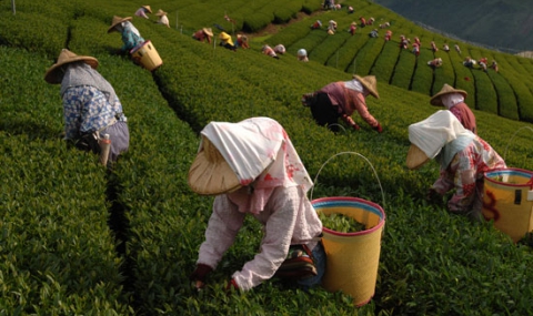 Тайван съживява селското стопанство - 1