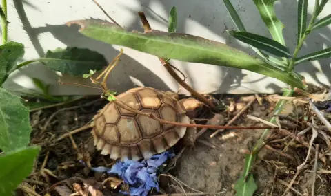 Откраднаха 20 бебета костенурки от природозащитния център в село Баня - 1