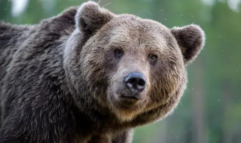 Словакия одобри продажбата на месо от кафява мечка - 1