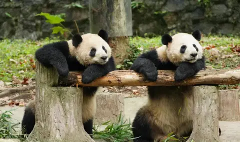 Китай изпраща две големи панди в САЩ като „пратеници на приятелството“ - 1