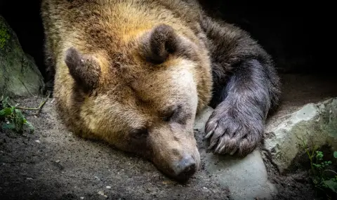 Мечките в парка Белица заспаха зимен сън - 1