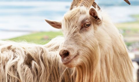 Рекорд за най-дълъг косъм на коза у нас - пръчът Джони - 1