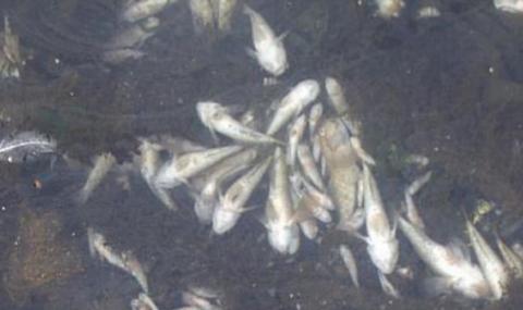 Мъртва риба по долното течение на Тунджа - 1