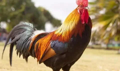 Georgi Daskalov: The roosters from "Konstantin Velichkov" - 1