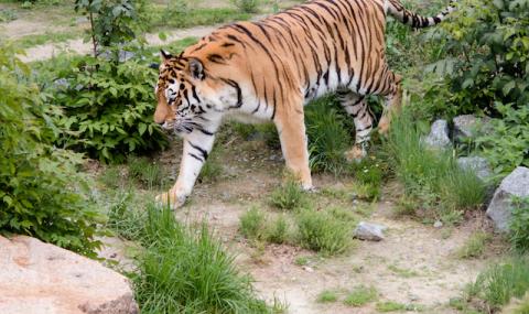 Нахраниха тигри в зоопарка с живо магаре (ВИДЕО 18+) - 1