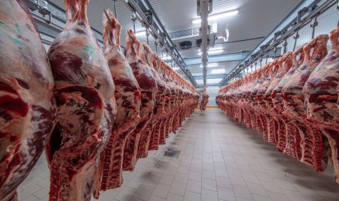 Четири категории на ужаса: Защо месото в Германия е евтино? - 1