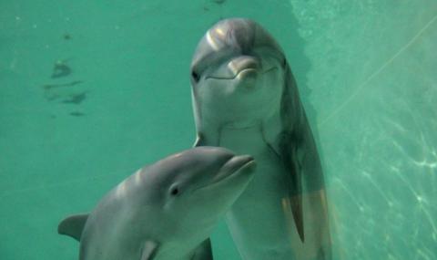 Делфините разпознават отражението си по-рано от човешките деца (ВИДЕО) - 1