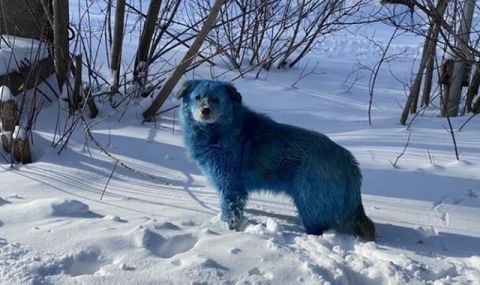 10 сини кучета бродят край фалирал химически завод в Русия - 1