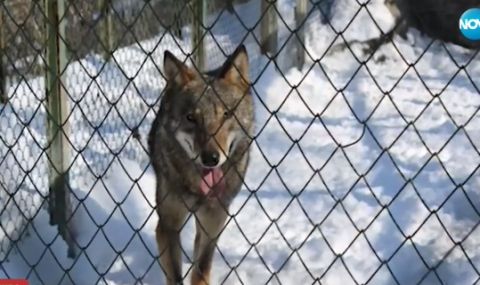 Вълк избяга от зоопарка в Хасково (ВИДЕО) - 1