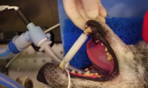 Изпитват лекарство върху хора, успешно възстановяващо зъби при животните
