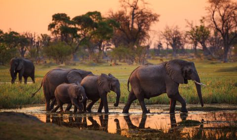 Удивителните качества на слоновете - 1