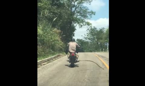 По тайландските пътища е опасно... (Видео) - 1