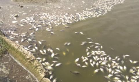 Токсично вещество убило рибата в язовира край с. Жегларци - 1