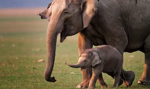 Азиатските слонове оплакват и погребват починалите си малки - 1