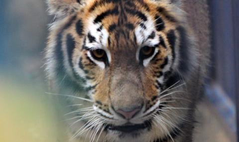 Тигър уби ловец в Русия - 1