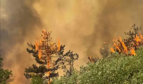 Хиляди декари гори бяха опустошени това лято от пожари - 1
