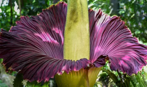 Рядко "Цвете на мъртвеца" цъфна за пръв път от 4 г. във Варшава (СНИМКИ+ВИДЕО) - 1