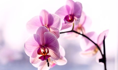 Японски учени откриха нов "стъклен" вид орхидея (СНИМКА) - 1
