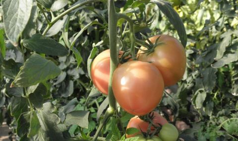 Българският домат изчезва от пазарите - 1