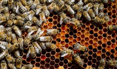 Пчелният мед поскъпва 3 пъти от кошера до трапезата ни - 1