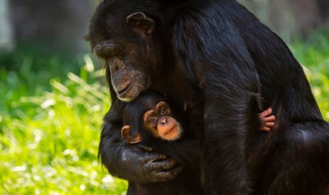 Връщането на приматите в природата облекчава стреса им - 1