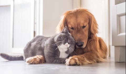 Стопанин хвана котката и кучето си в любовна прегръдка (ВИДЕО) - 1