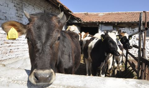 Липсват 2/3 от животните в софийски ферми, кандидатствали за субсидии - 1