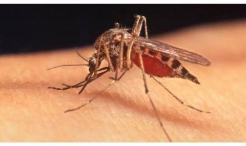 Мутирали комари носят страшна зараза - 1