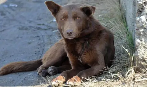 Глутница кучета тероризира Казичане, нападат хора и разкъсват животни - 1