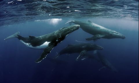 Стотици пилотни кита загинаха край Нова Зеландия (СНИМКИ) - 1