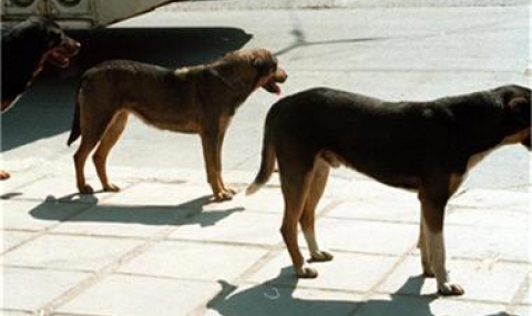 Кучета хапят 4000 българи годишно - 1