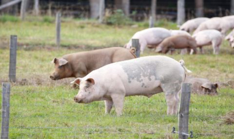 Свиневъди бият тревога за африканска чума - 1